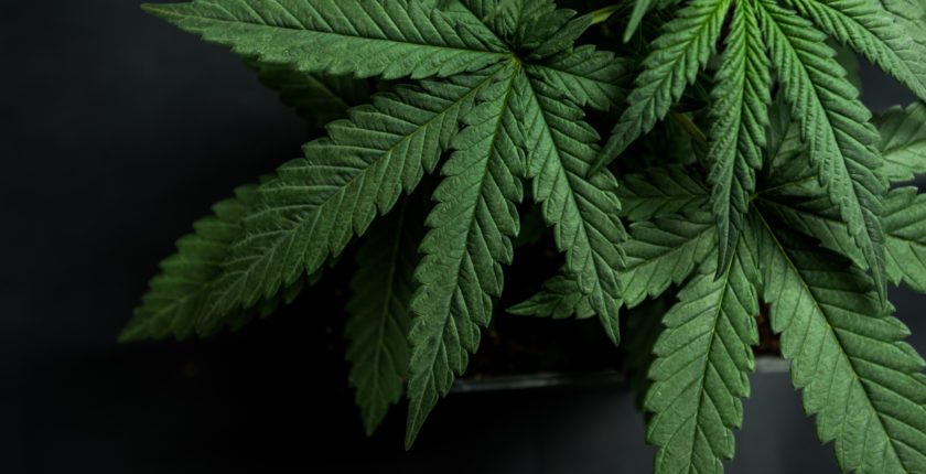 Cannabis leaves of a plant on a dark background