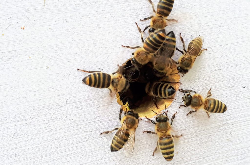 Honey bees crawling into a hole in drywall