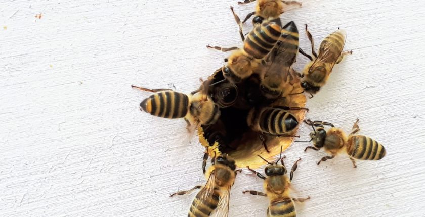 Honey bees crawling into a hole in drywall