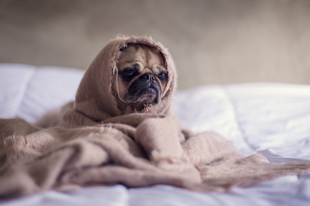 Puppy Staying In Bed Under The Covers