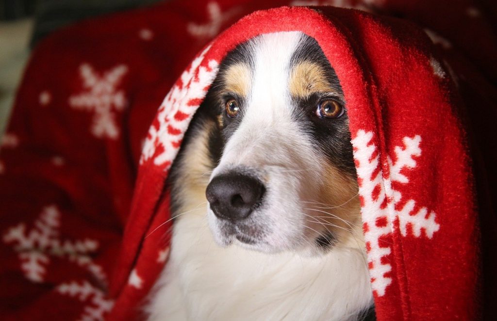 large dog under the cover of a holiday-themed blanket