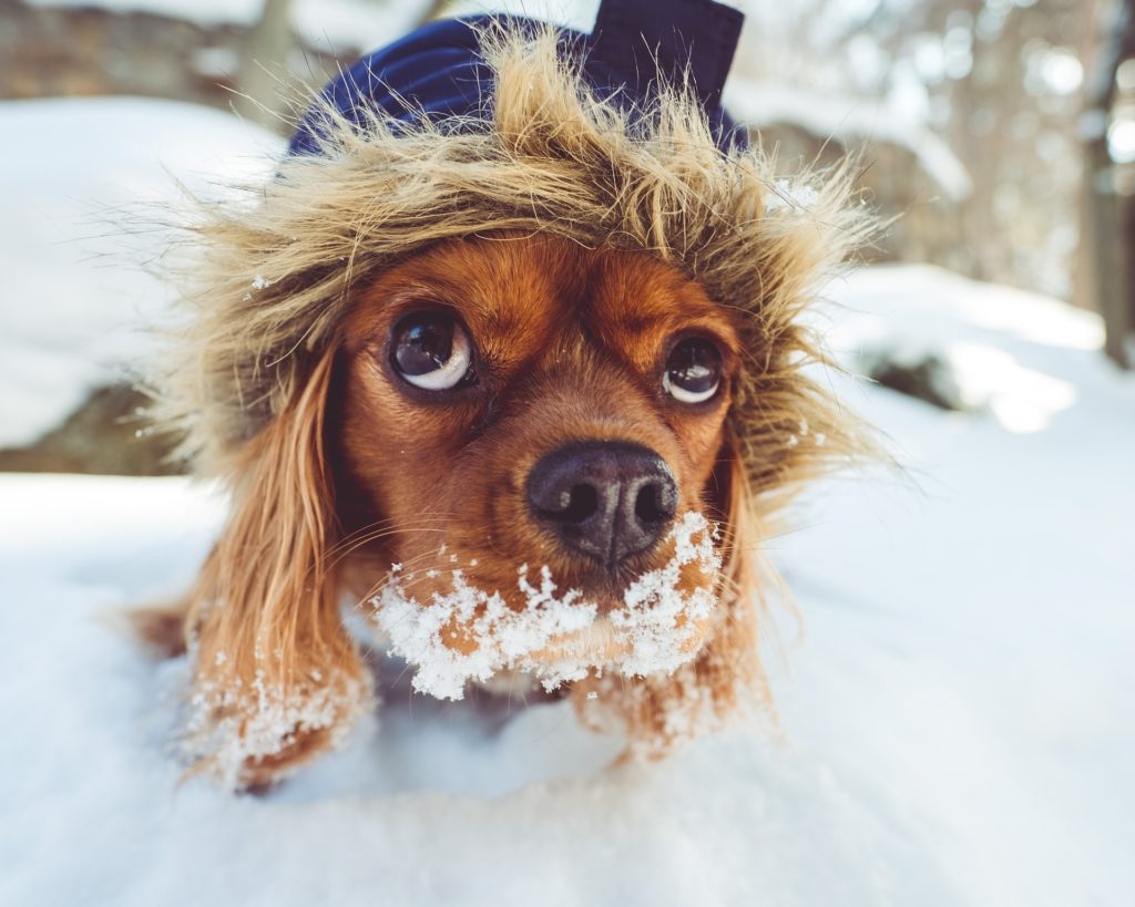 spaniel puppy wearing a winter coat playing in the snow