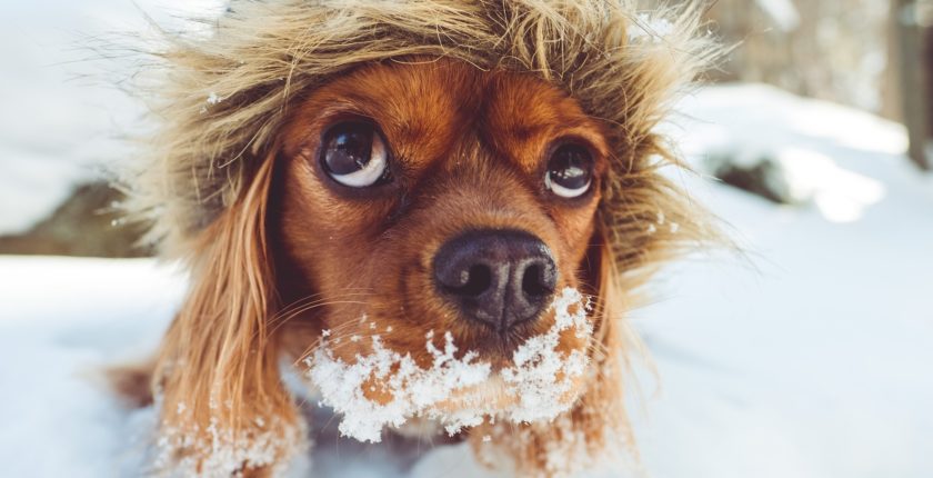 spaniel puppy wearing a winter coat playing in the snow