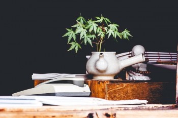 cannibis plant growing out of a ceramic teapot placed on a workdesk